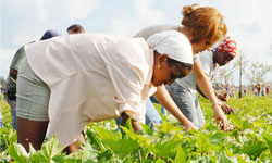 More than 120 Young People Support Agricultural Recovery on Cubas Isla de la Juventud